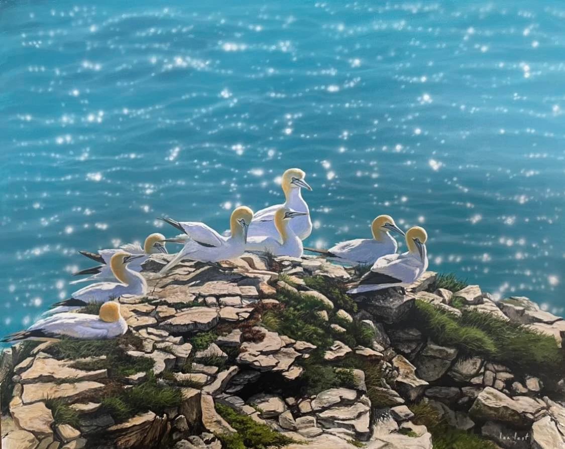 Gannets RSPB Bempton Cliffs